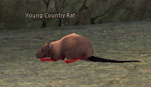 Picture of Young Country Rat (Hardmode)