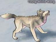 Picture of Young White Warg