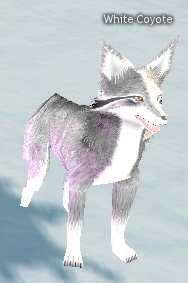 Picture of White Coyote