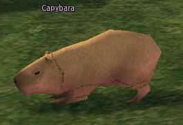 Capybara2.jpg