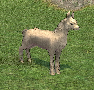 Picture of Yellow Llama