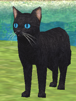Portrait of Little Black Cat