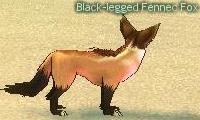 Black-legged Fennec Fox.jpg