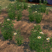 Chamomile (Homestead) on Homestead.png