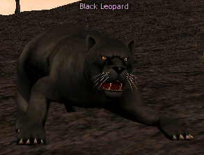 Picture of Black Leopard