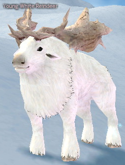 Picture of Young White Reindeer