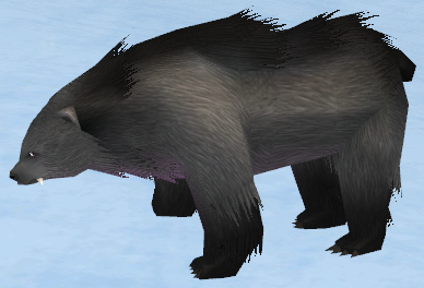 Picture of Black Snowfield Bear Cub