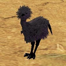 Picture of Black Kiwi