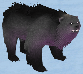 Picture of Black Snowfield Bear