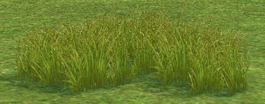 Prairie Grass on Homestead.png