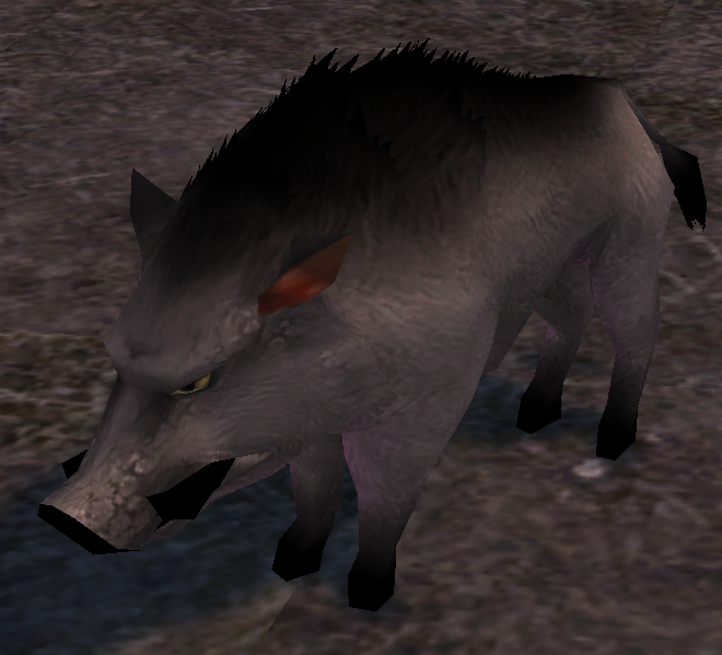 Picture of Feral Boar