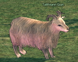 Picture of Taillteann Goat
