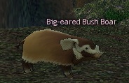 Picture of Big-eared Bush Boar