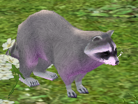 Cotton-Candy-Crazed Raccoon.png