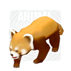 Lesser Panda1.gif