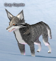 Picture of Gray Coyote