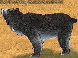 Picture of Black Desert Bear