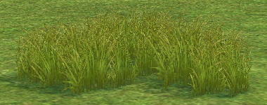 Homestead Prairie Grass on Homestead.png