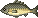 Inventory icon of Brifne Carp