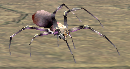 Picture of Black Poisonous Spiderling