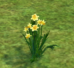 Daffodil on Homestead.png