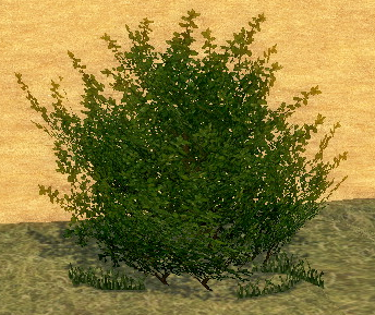 Homestead Shrub Tree on Homestead.png