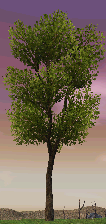 Homestead Prairie Tree on Homestead.png