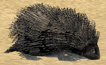 Picture of Young Black Porcupine