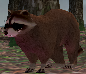 Picture of Raccoon