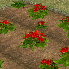 Poinsettia (Homestead) on Homestead.png