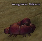 Picture of Young Nubes Millipede