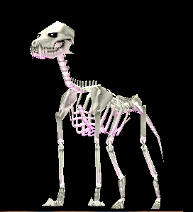 Picture of Skeleton Wolf