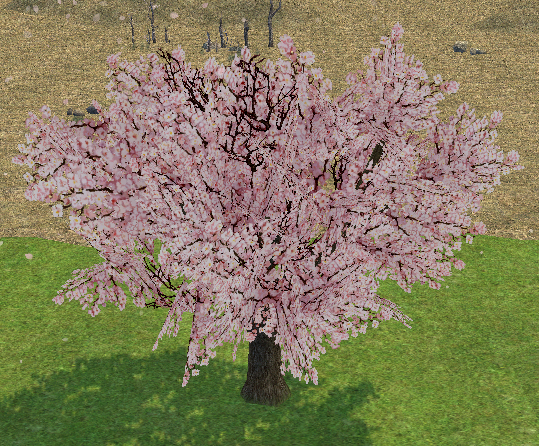 Homestead Cherry Blossom Tree on Homestead.png