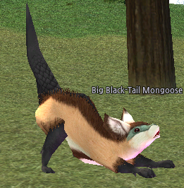 Big Black-tailed Mongoose.png