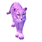 Violet Cheetah1.png