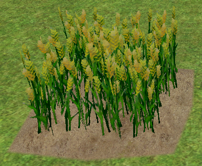 Homestead Barley on Homestead.png