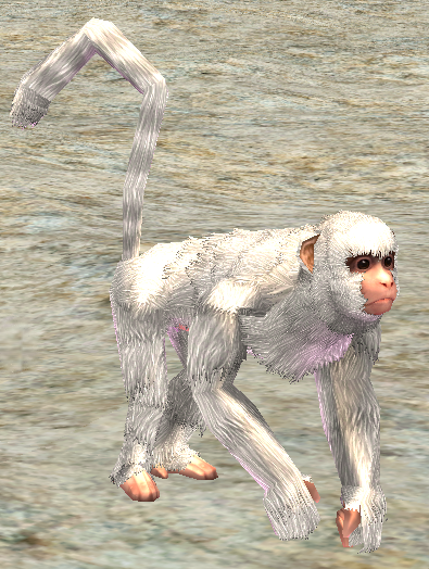 Picture of Adult Monkey