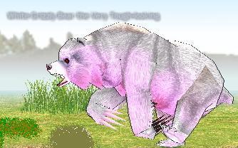 Picture of White Grizzly Bear