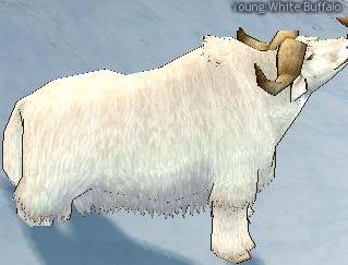 Picture of Young White Buffalo