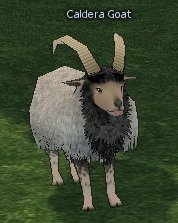 Picture of Caldera Goat