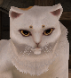 Portrait of Mysterious Cat