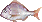 Red Sea Bream.png