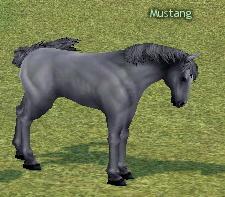 Picture of Mustang