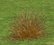 Desert Grass on Homestead.png