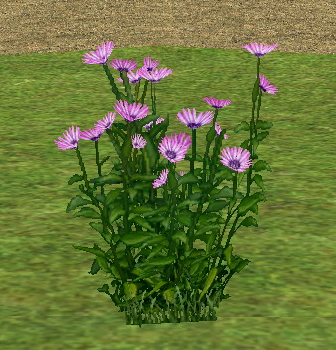 Homestead Small Chrysanthemum on Homestead.png